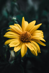 Yellow flower on dark background