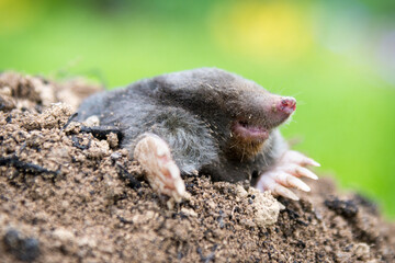 Mole crawling out of the tunnel - making damge to the lawn