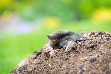 Mole crawling out of the tunnel - making damge to the lawn