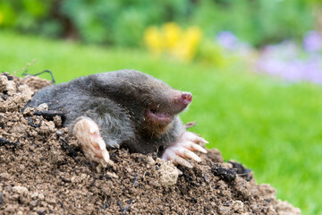 Mole crawling out of the tunnel - making damge to the lawn