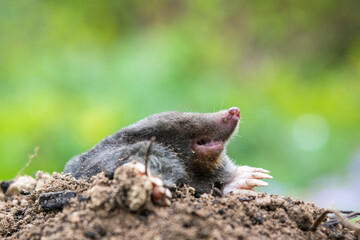 Mole crawling out of the tunnel - making damge to the lawn