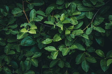 leaf in dark green texture, abstract pattern nature background