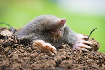 Mole crawling out of the tunnel - making damge to the lawn
