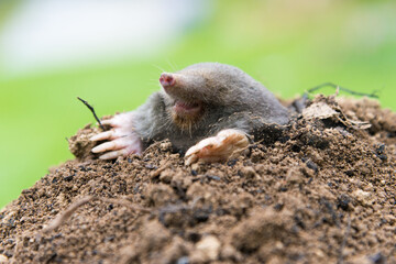 Mole crawling out of the tunnel - making damge to the lawn