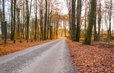 A road and fall colors at a Swedish woods in the autumn season