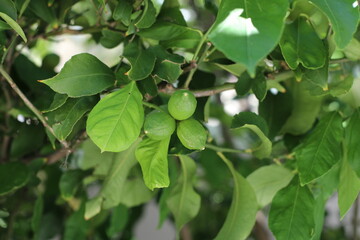green leaves and lemons on a tree
