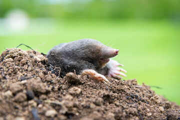 Mole crawling out of the tunnel - making damge to the lawn