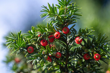 Obraz premium Taxus baccata European yew is conifer shrub with poisonous and bitter red ripened berry fruits