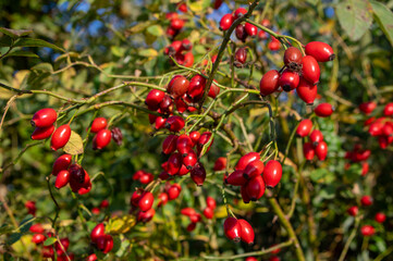 Ripened rose hips on shrub branches, red healthy fruits of Rosa canina plant, late autumn harvest