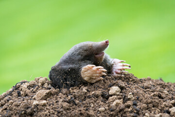 Mole crawling out of the tunnel - making damge to the lawn