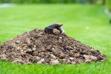 Mole crawling out of the tunnel - making damge to the lawn