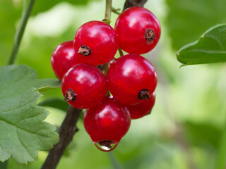 Ripe red currant berries, close-up. A bunch of red berries on a branch.