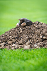 Naklejka na ściany i meble Mole crawling out of the tunnel - making damge to the lawn