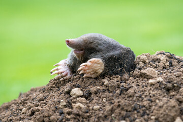 Mole crawling out of the tunnel - making damge to the lawn