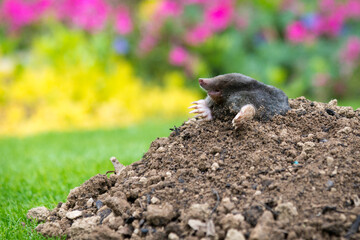 Mole on the top of the mole hill