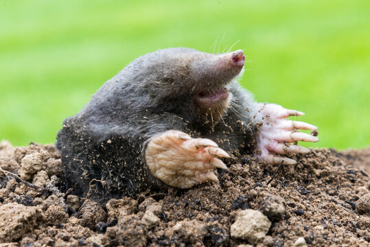 Mole on the top of the mole hill