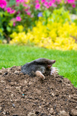 Mole on the top of the mole hill