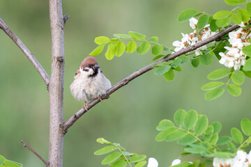Tree sparrow Passer montanus