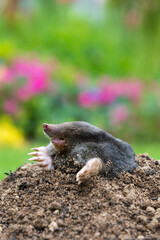 Mole on the top of the mole hill