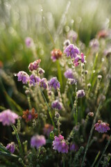 Purple flowers in a field in the morning, close up background
