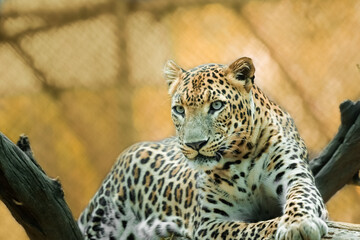 Leopard having rest on a tree