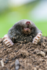 Mole on the top of the mole hill