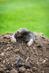 Mole on the top of the mole hill