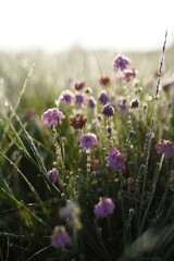 Purple flowers in a field in the morning, close up background