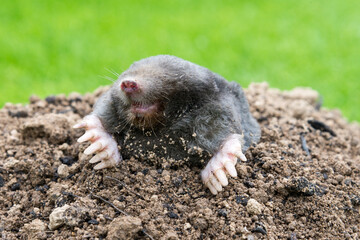 Mole on the top of the mole hill