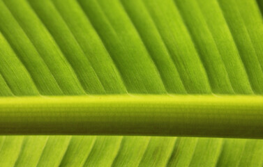 Full frame image of green sunlit banana leaf showing vein detail