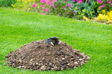 Mole - talpa europaea - peaking from the mole hill on the law inside flower garden