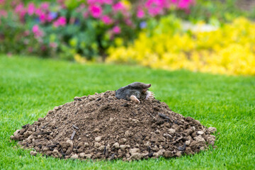 Mole - talpa europaea - peaking from the mole hill on the law inside flower garden