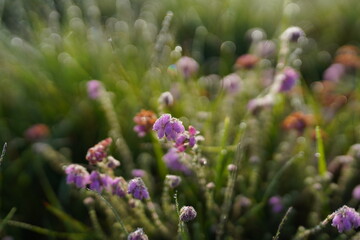 Purple flowers in a field in the morning, close up background