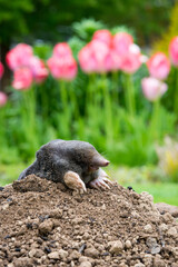Mole peeking from the mole hill in the garden