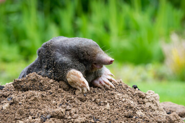 Mole peeking from the mole hill in the garden