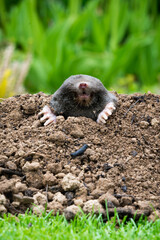 Mole peeking from the mole hill in the garden