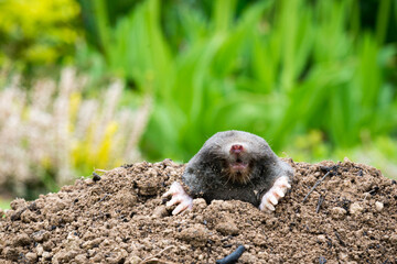 Mole peeking from the mole hill in the garden © kubais
