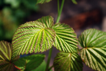 Reddened raspberry leaf on a branch close-up