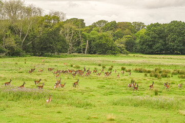 Fototapeta premium Herd of fallow deer running through a meadow in ther New Forest