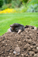 Mole peeking from the mole hill in the garden