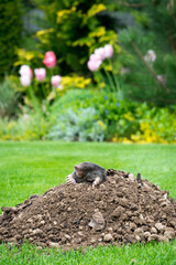 Mole peeking from the mole hill in the garden
