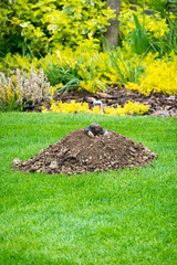 Mole peeking from the mole hill in the garden