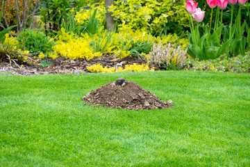 Mole peeking from the mole hill in the garden
