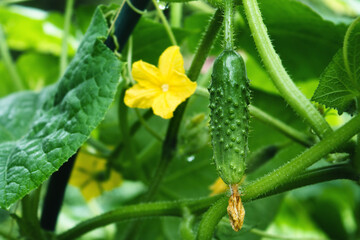 Small ripe cucumber with mustache and leaves on a branch in the garden