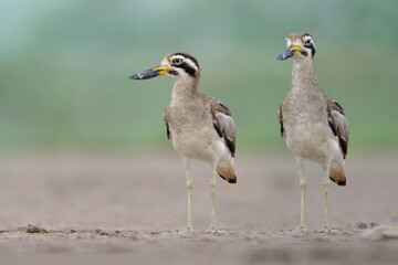Funny pair of Great thick-knee or stone curlew (Esacus recurvirostris) ugly large bills wader birds living in open land during migrating season