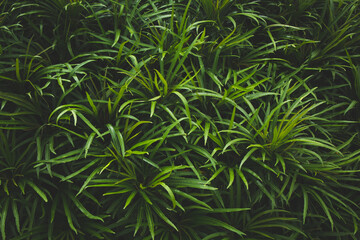 tropical leaves background, dark green nature foliage, abstract nature background
