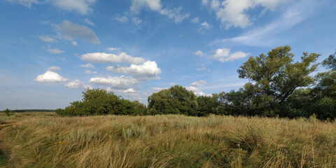 A summer walk through the forest, a beautiful panorama.