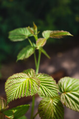 Reddened raspberry leaf on a branch close-up vertical