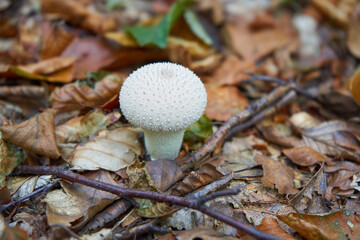 fungus Lycoperdon perlatum,in autumn the warted puffball mushroom grows
