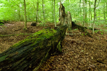 Old dead tree and tree stump